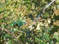 Scrub oak leaves with blue herbicide being sprayed directly onto them.